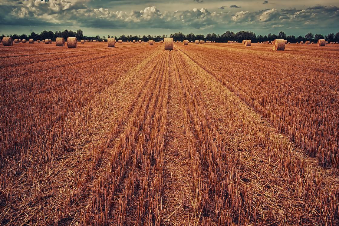 Урожай пшеницы