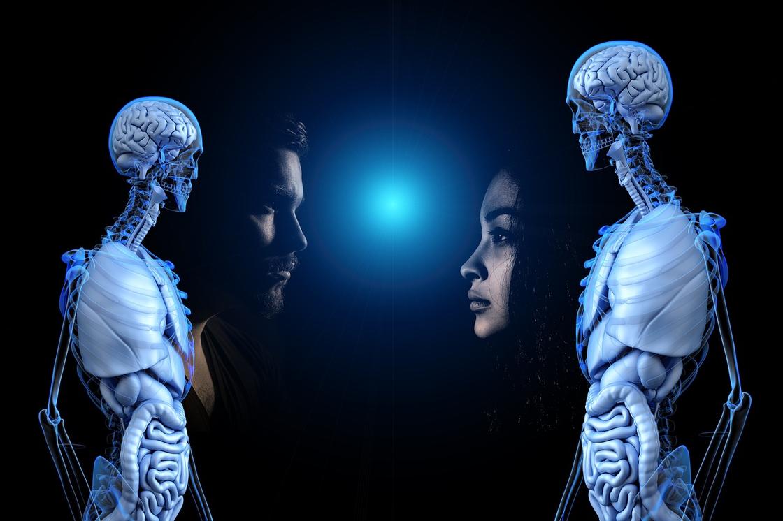 Скелет мужчины и женщины