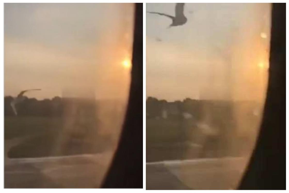 Момент столкновения самолета с птицами в Подмосковье попал на видео