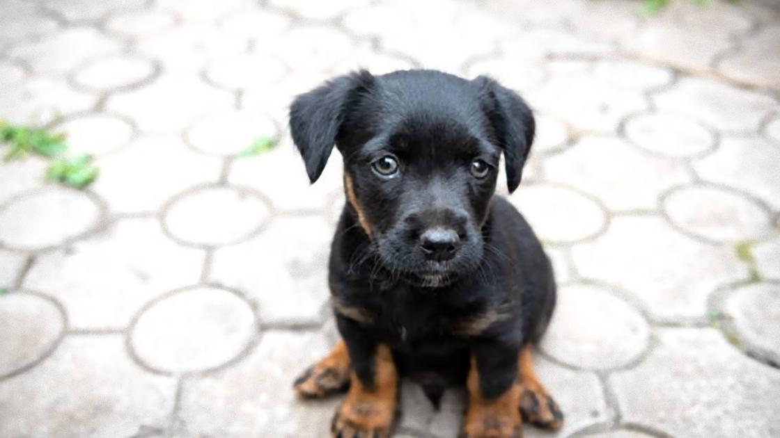 Маленький черный щенок с рыжими подпалинами на лапах и опущенными ушами сидит на дорожке, покрытой плиткой
