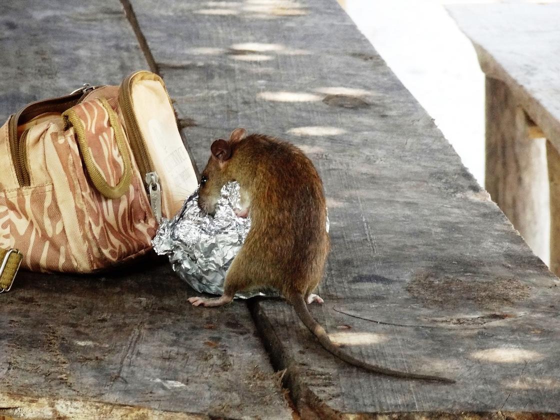 Крыса ищет еду в свертке из фольги. Рядом лежит рюкзак