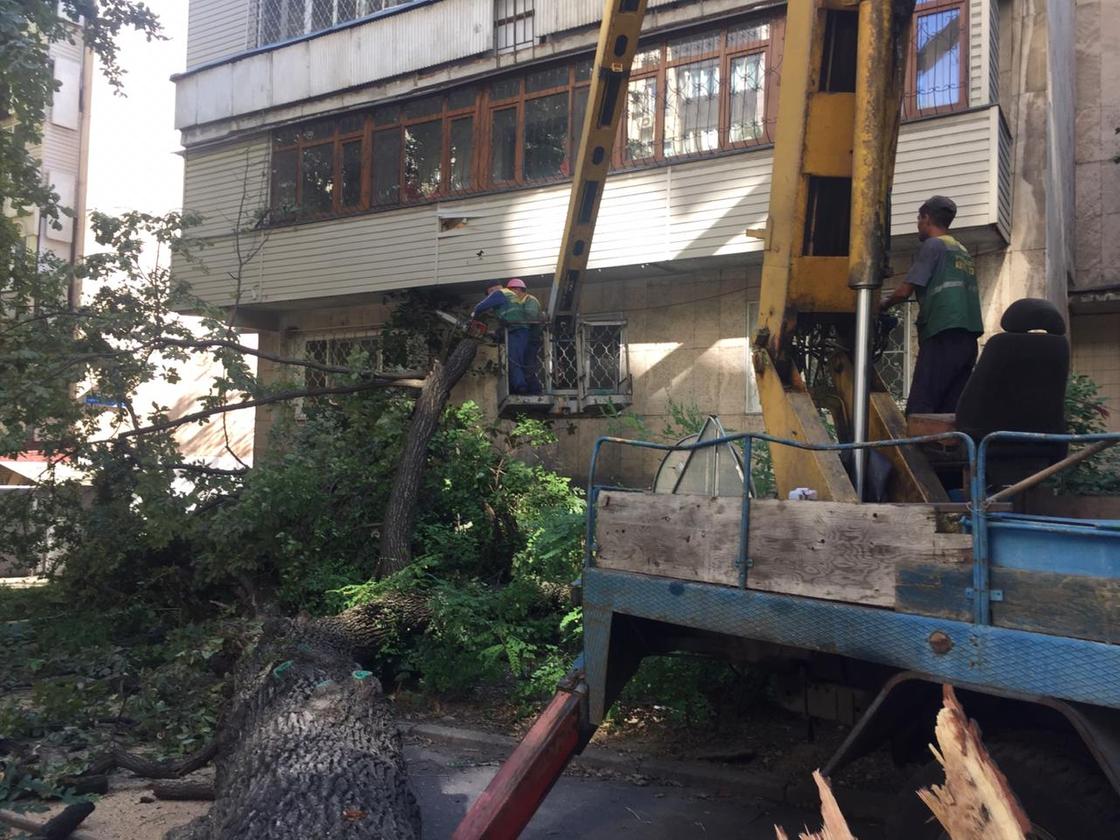 Старое дерево рухнуло в Алматы (фото)