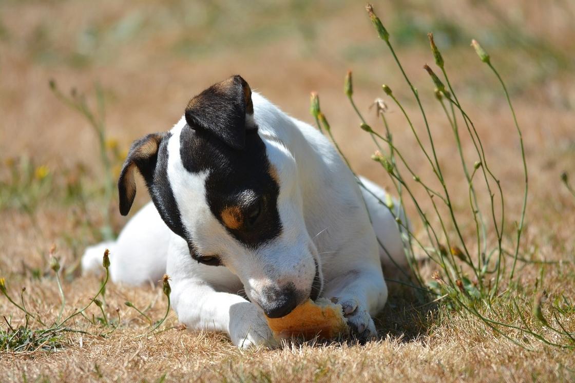 Собака с белой шерстью и черными пятнами на голове сидит на траве и грызет еду