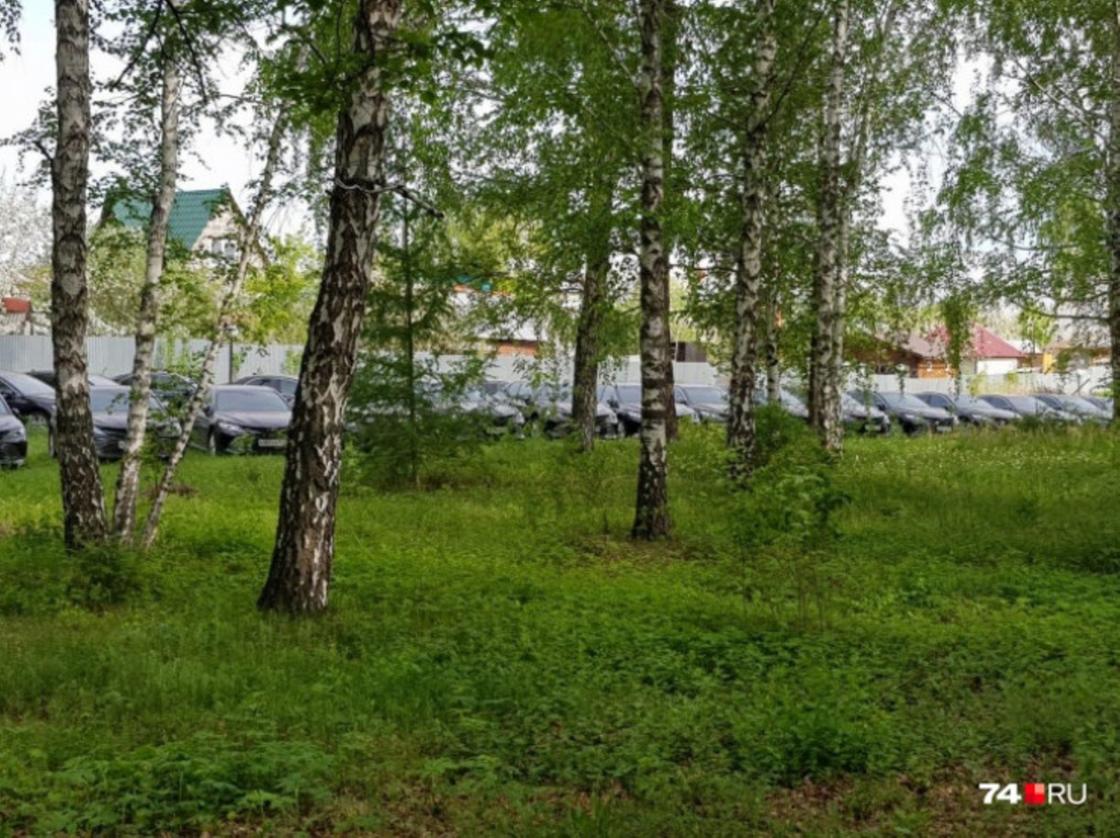 Припаркованные в лесу машины. Фото: 74.ru