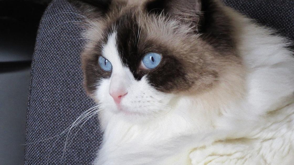 Голова кошки с пушистой серо-белой шерстью и голубыми глазами