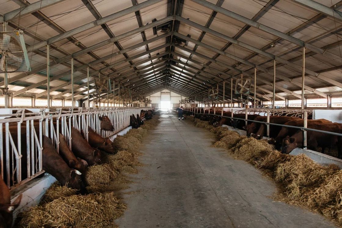 Ірі қара мал