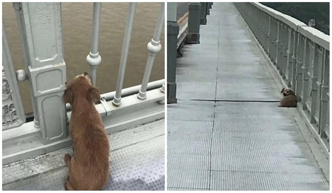 Преданный пес несколько дней ждал погибшего хозяина на месте трагедии