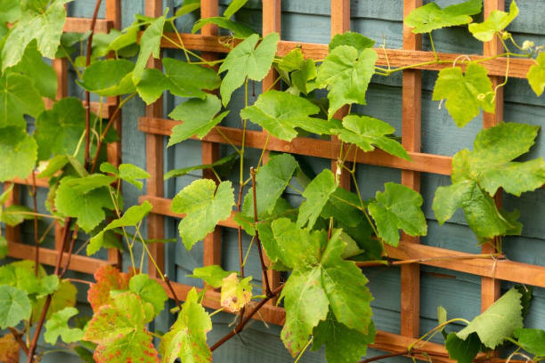Виноградная лоза плетется на деревянную решетку из планок