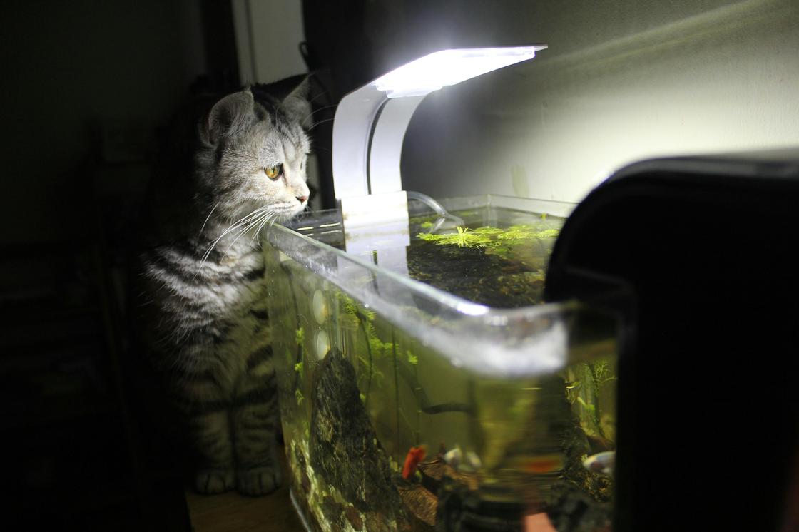 Котенок у аквариума