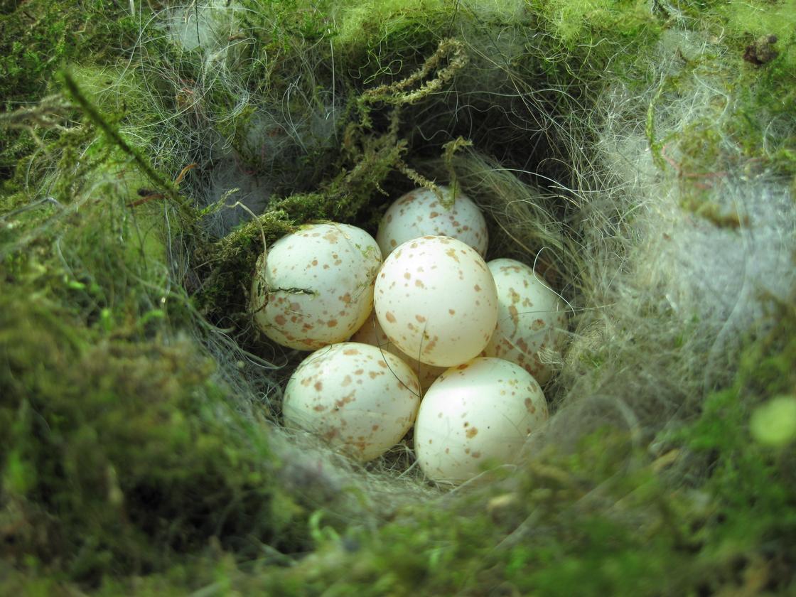 Гнездо синицы с яйцами