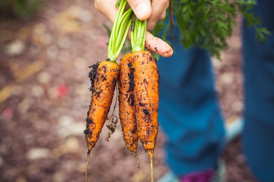 Свежая морковь с грядки