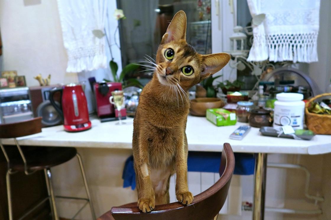 Котенок поднялся на спинку стула на кухне и удивленно смотрит