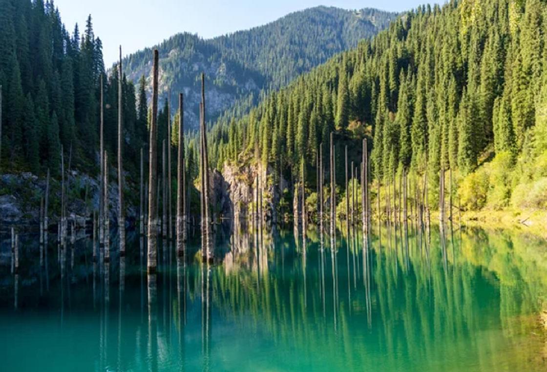 Стволы деревьев в озере