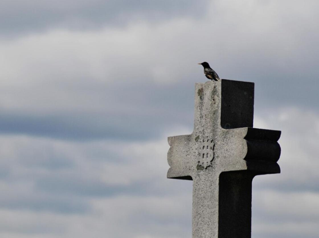 Птица сидит на каменном кресте