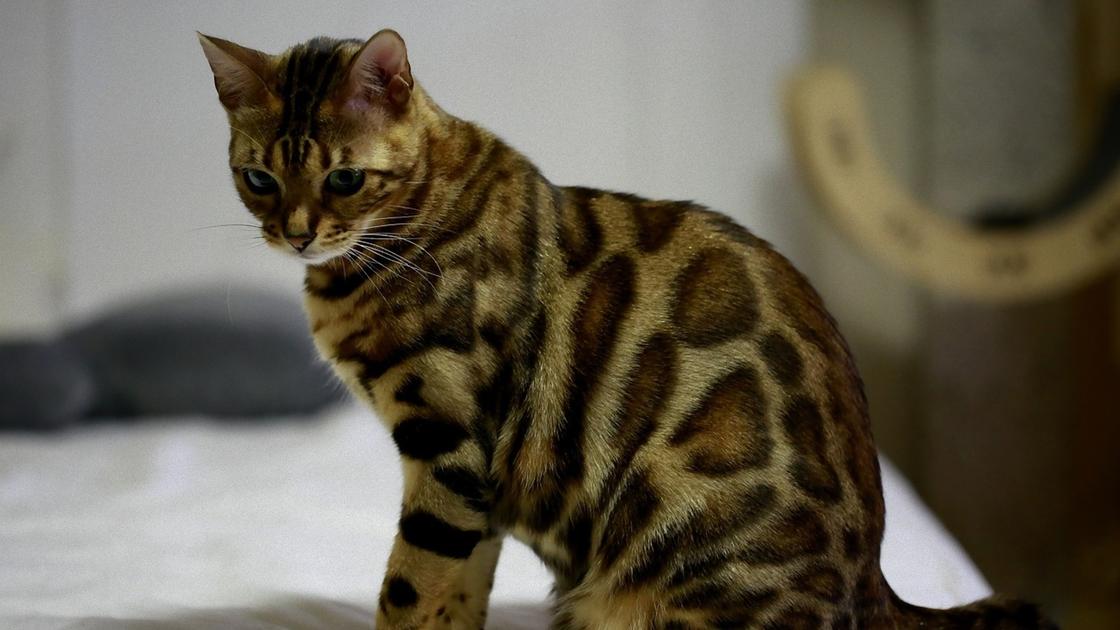 Кошка с леопардовым окрасом сидит и смотрит вниз