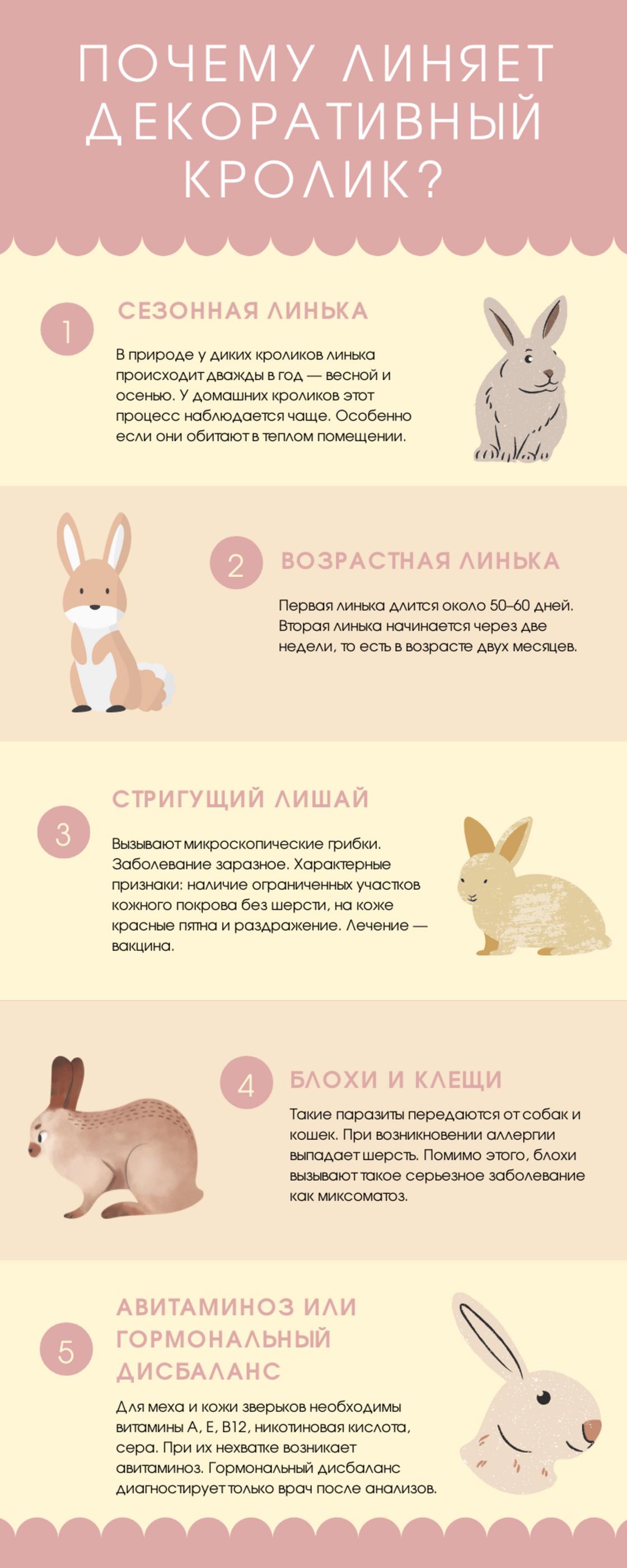 Как разделать кролика