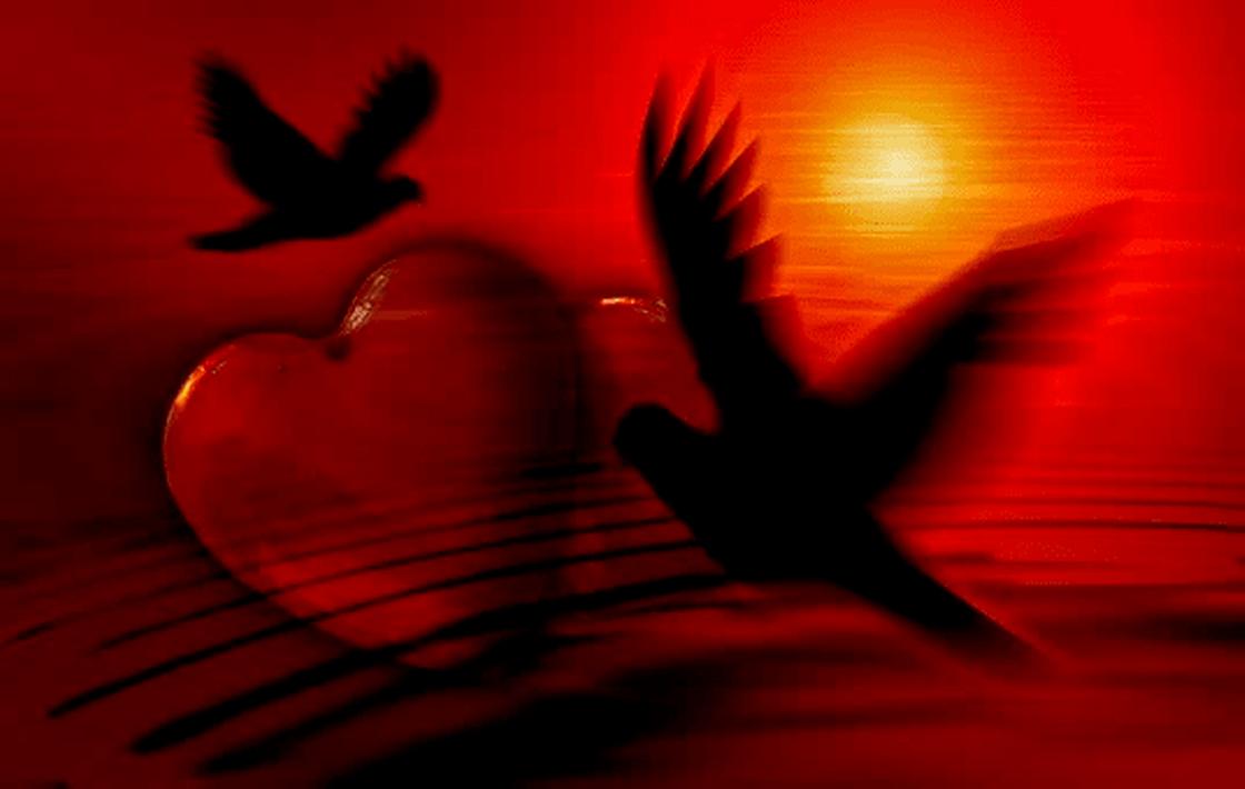 Голуби и серце Голуби и серце