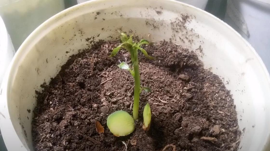 Зеленый саженец абрикоса растет в горшке