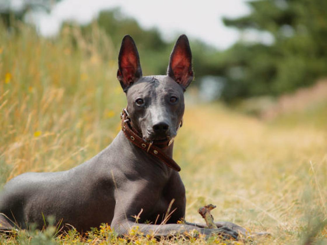 Собака темно-коричневого цвета без шерсти с заостренными стоячими ушами сидит на сухой траве