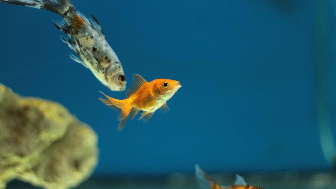 В аквариуме плавает гуппи с темными точками на теле, а также рыбка с однотонным оранжевым окрасом