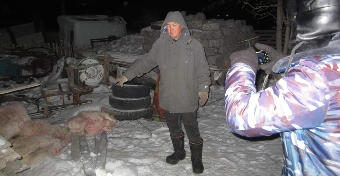 Полицейского заподозрили в незаконном отстреле сайгаков в Карагандинской области (фото)