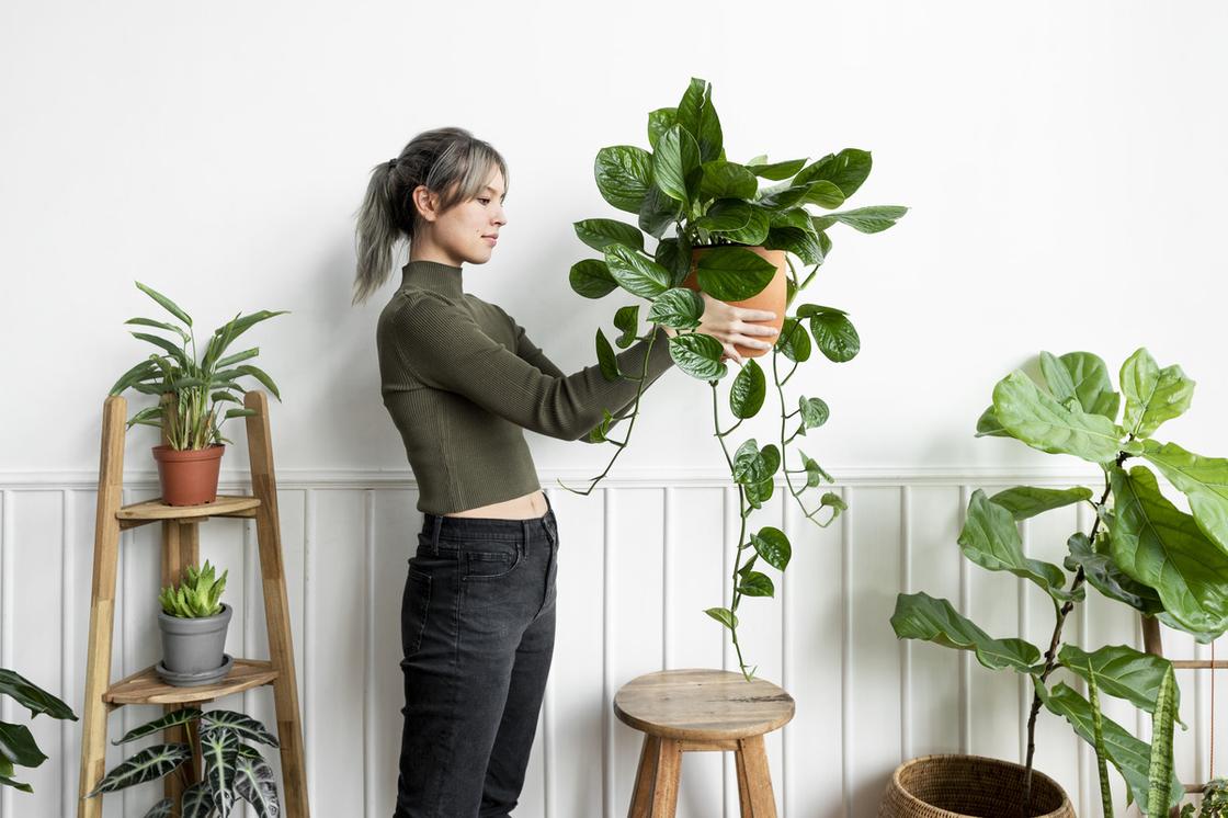 Девушка держит в руках горшок с ампельным зеленым растением. Рядом на подставках стоят горшки с разными комнатными растениями