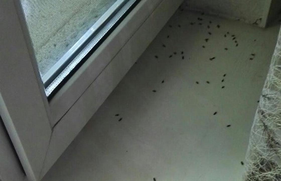 "Не жизнь, а ад": алматинцы массово жалуются на нашествие жуков