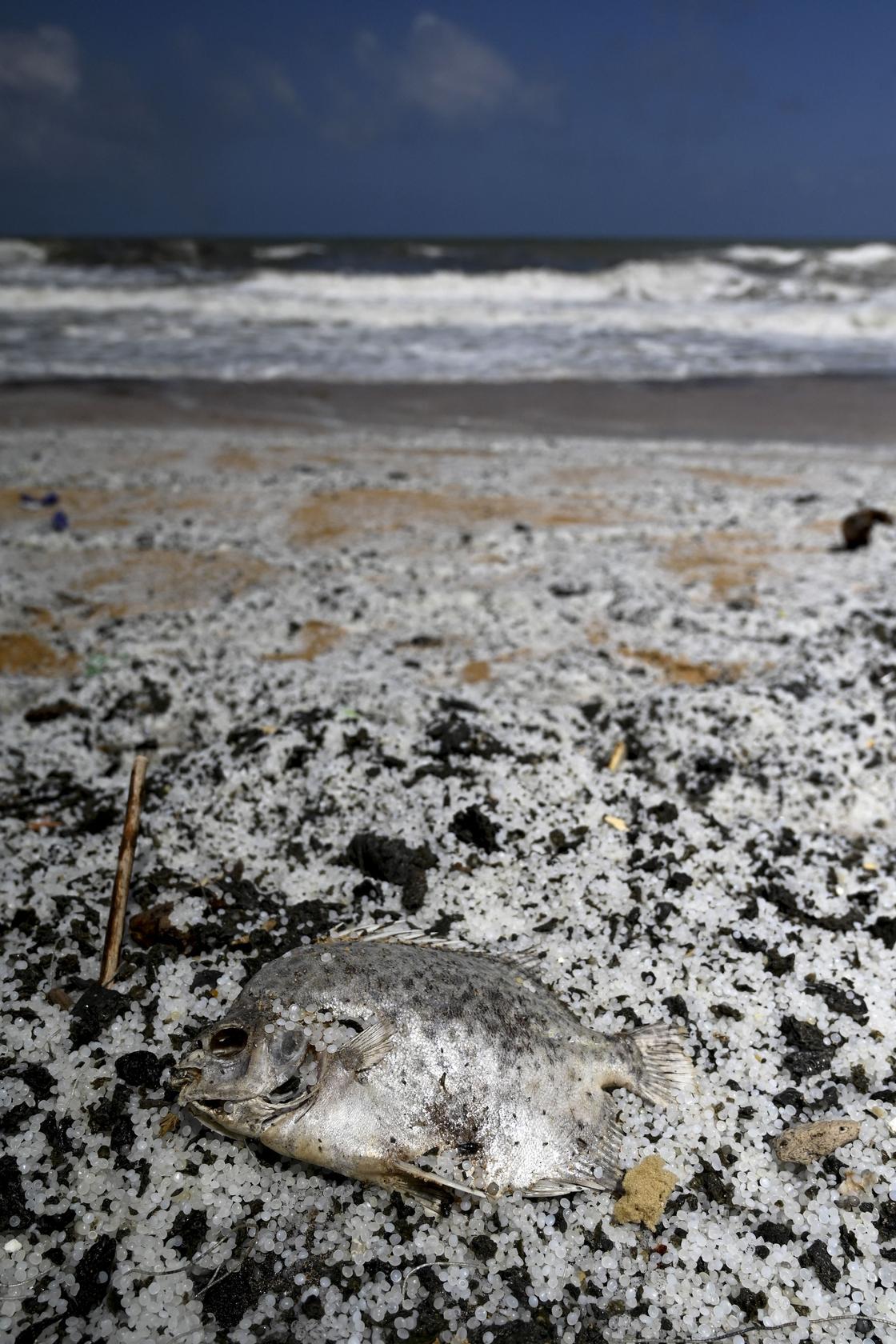 Мертвая рыба и пластиковые гранулы у берегов Шри-Ланки