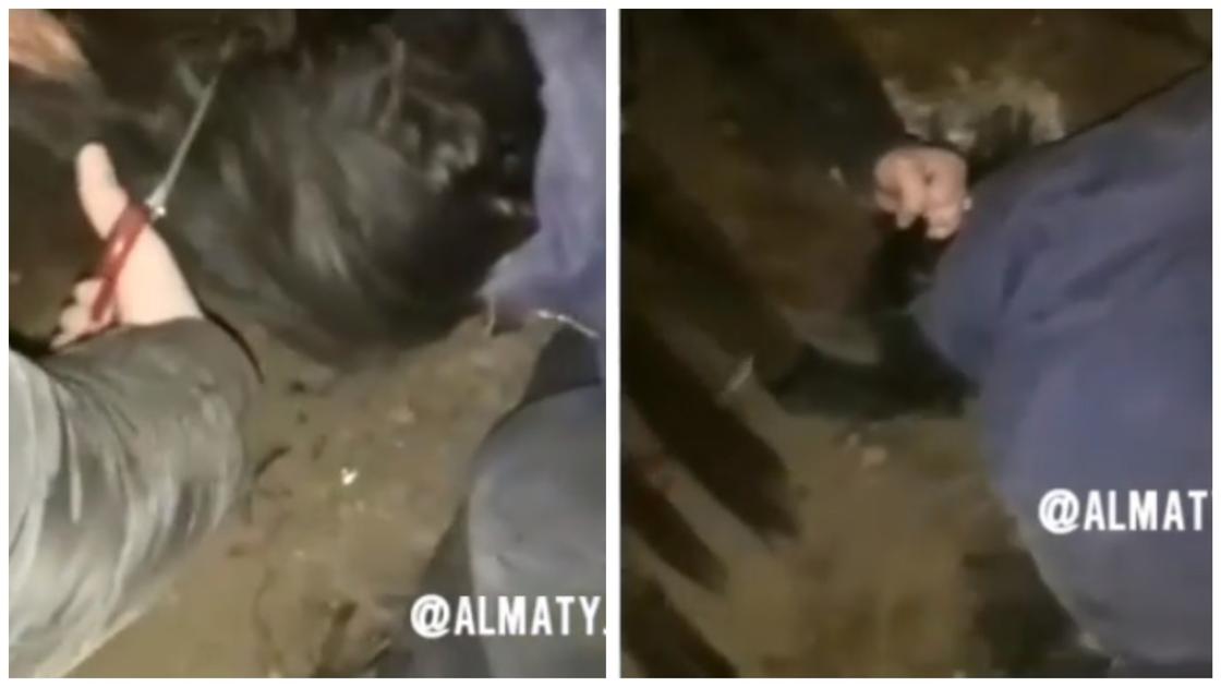 Видео жестокого избиения девушки сверстницами потрясло пользователей Сети