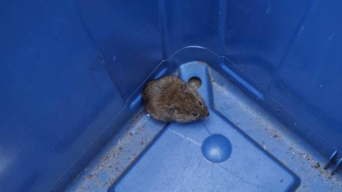Мышь сидит на дне пластикового ведра