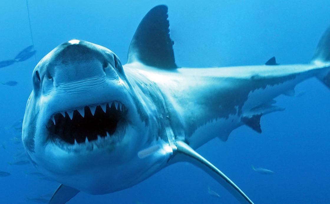 Пугающая встреча студентки с пятиметровой акулой-людоедом попала на видео