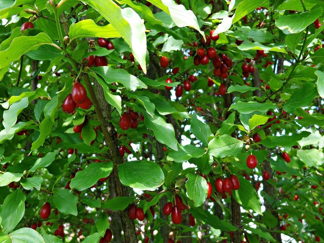 Дерево кизила с красными спелыми ягодами