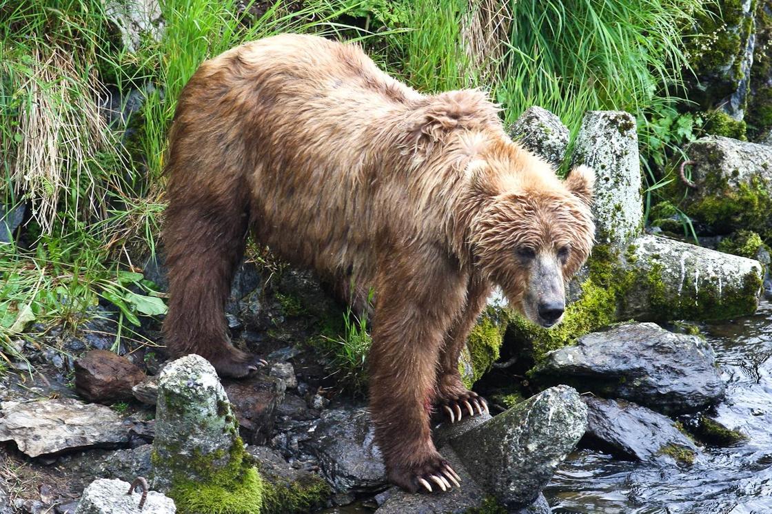 Россиянин погиб после нападения медведя в Алматинской области