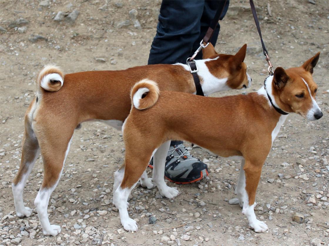 Собаки породы басенджи на выгуле
