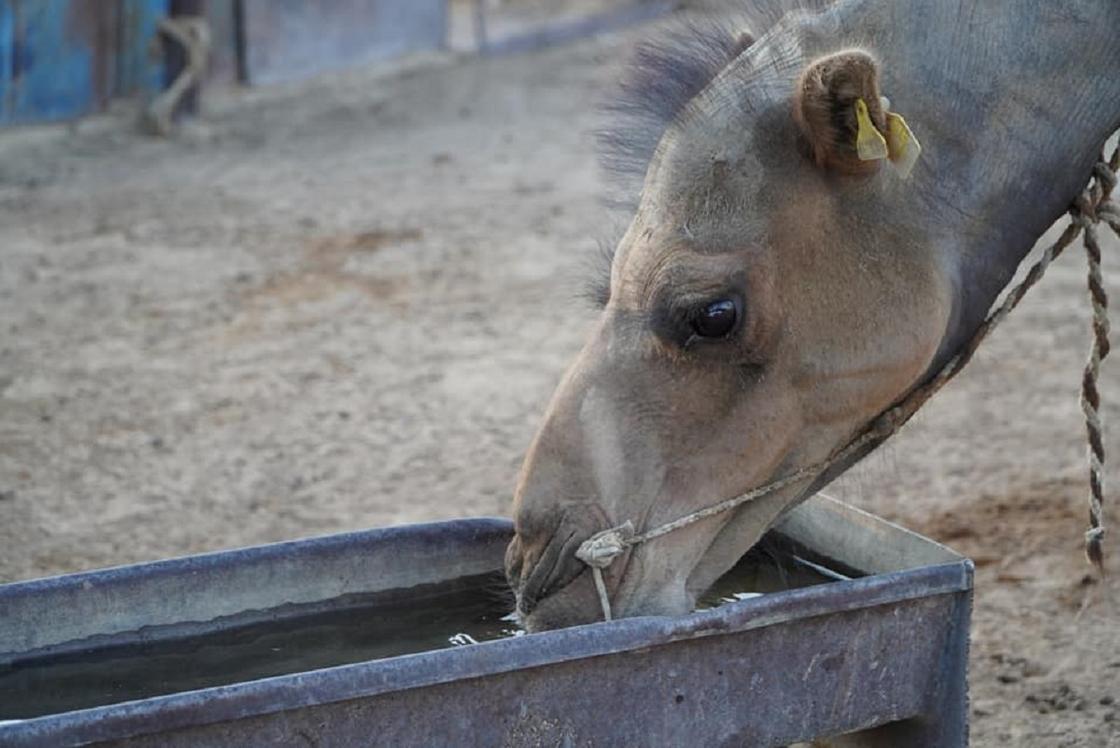 Верблюд пьет в Мангистау