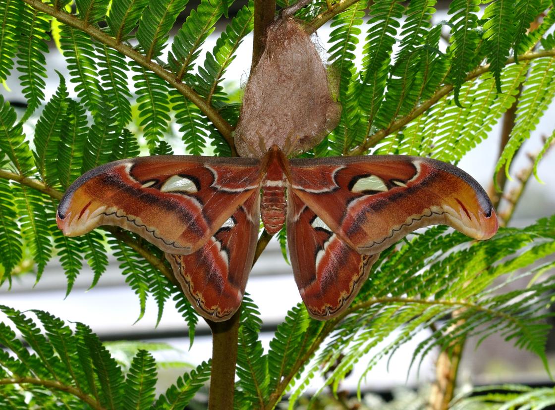 Бабочки: описание и виды самых красивых