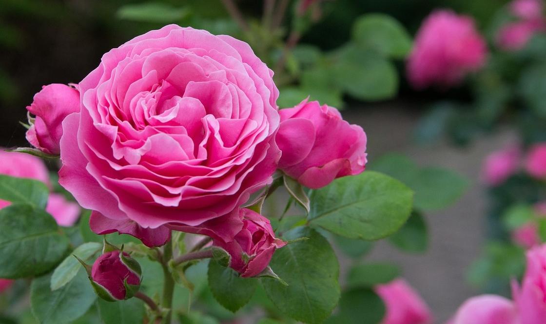 Розы розового цвета на кусте