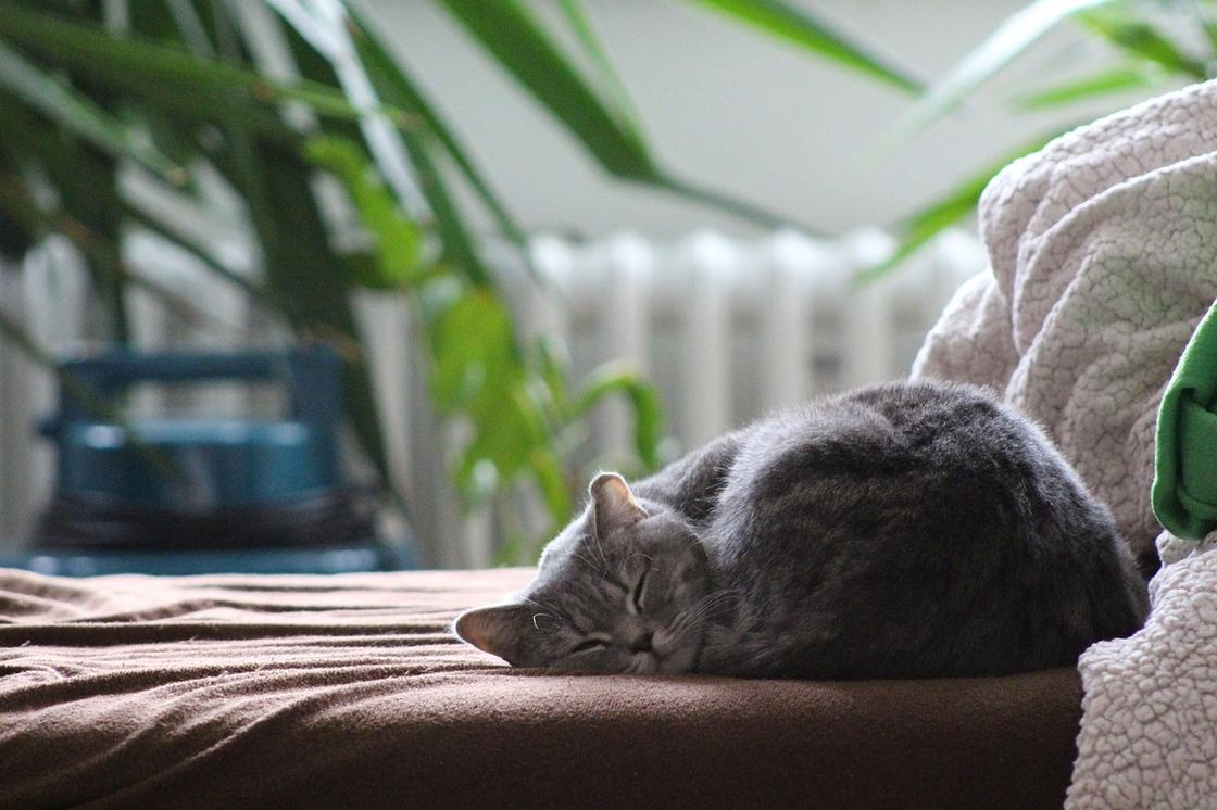 Кошка спит, свернувшись клубком на диване
