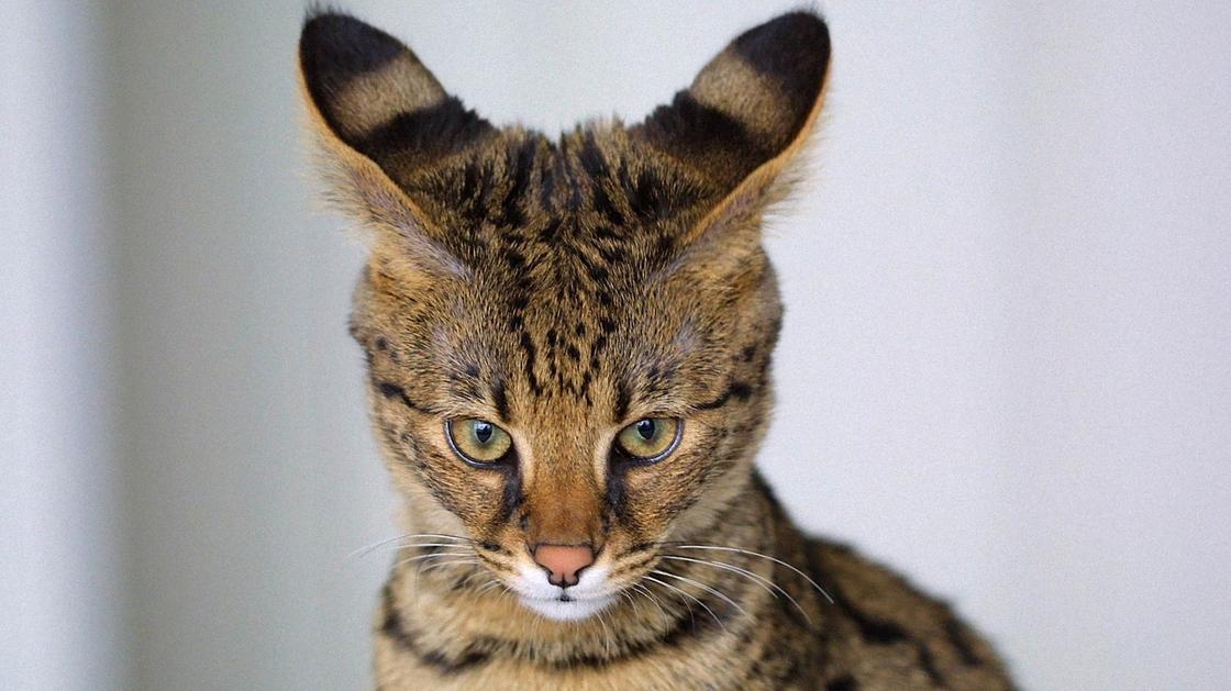Голова кошки с серыми полосками и высоко посаженными ушами