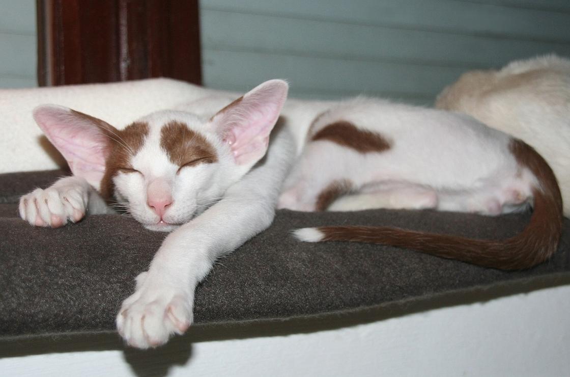 На постели спит большой короткошерстный кот с огромными ушами и рыжими пятнами на белом фоне
