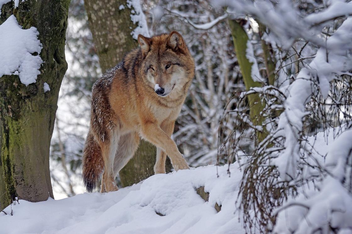 "Тихо обойти зверя": в Минсельхозе рассказали как вести себя при встрече с волком