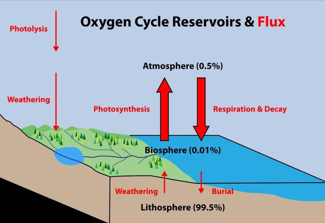 Схема круговорота кислорода