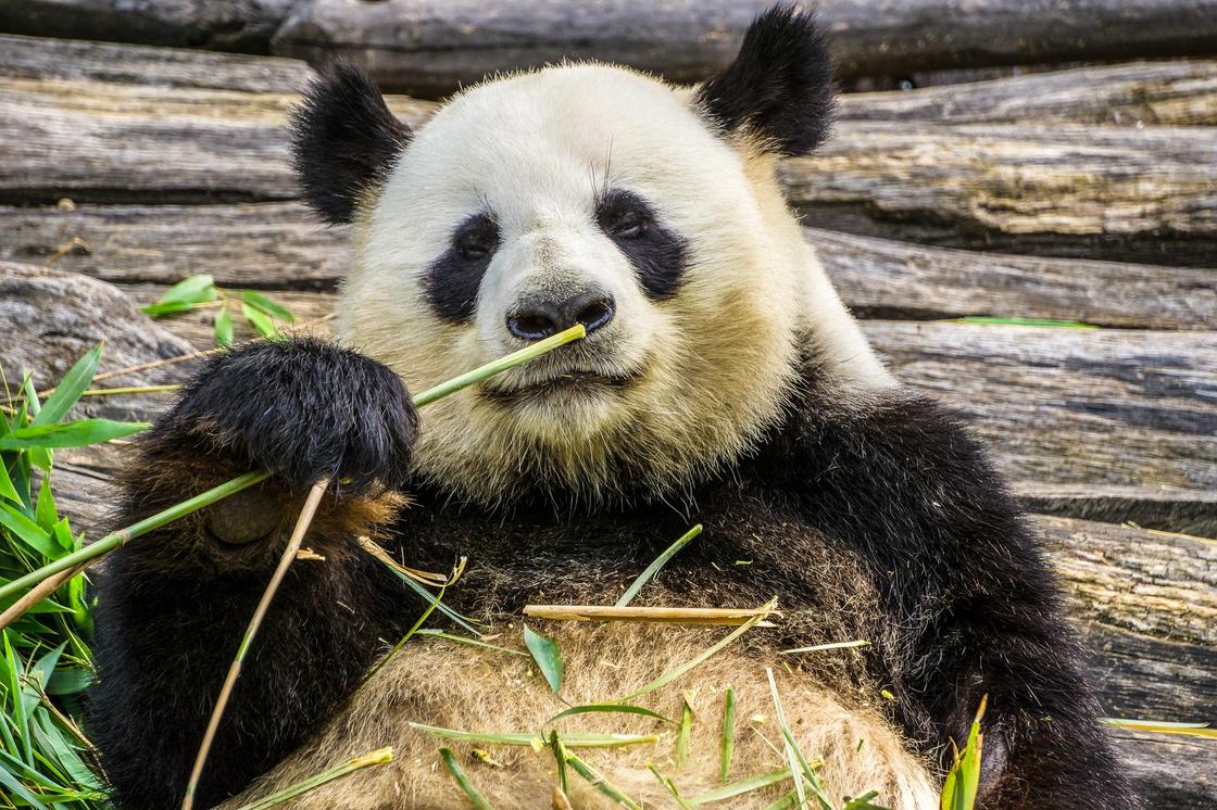 Панда держит лапой бамбук