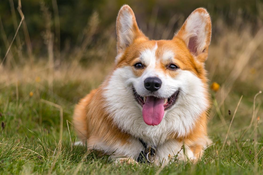 Собака породы корги лежит в траве и улыбается