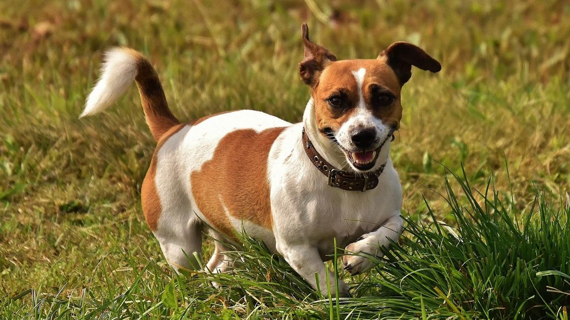Рыже-белая собака с коричневым ошейником бежит по траве
