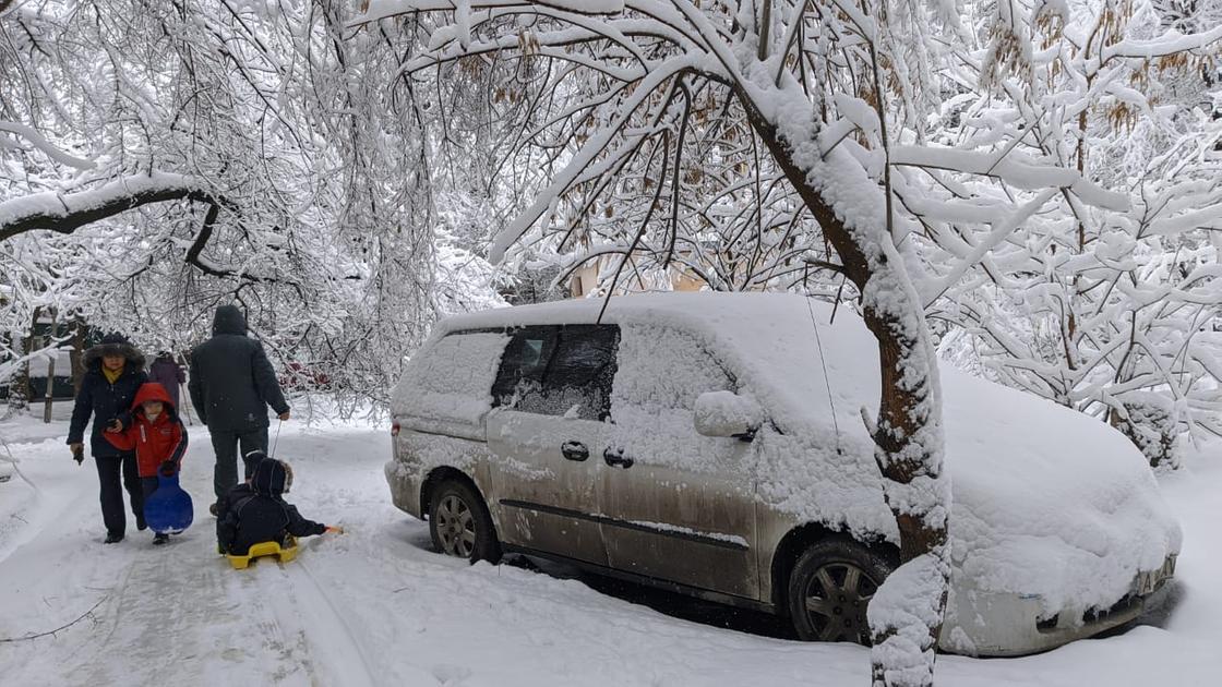 Ветка дерева из-за мокрого снега упала на голову в Алматы