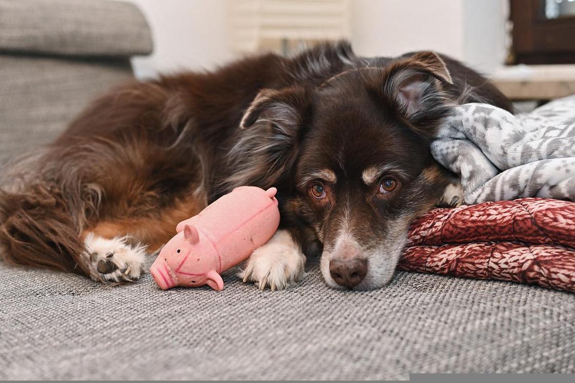 Собака лежит на диване с игрушкой