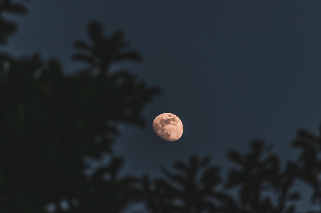 Луна с тенью на поверхности на фоне ночной листвы