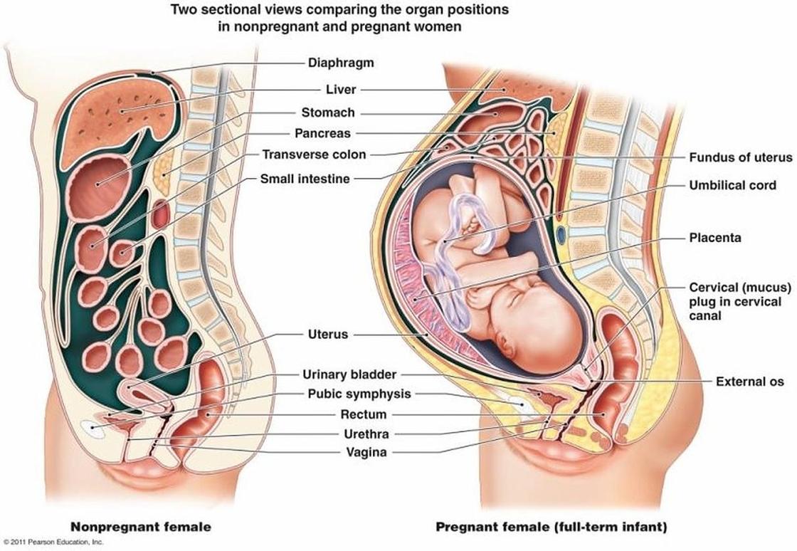 29 неделя беременности: что происходит с малышом и будущей мамой