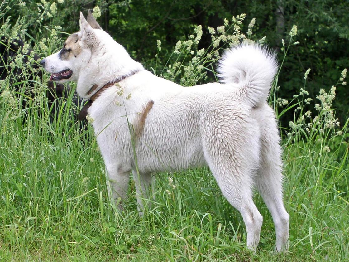 Собака с густой белой шерстью и завернутым бубликом хвостом стоит на зеленой траве и смотрит вперед
